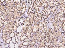 MSRB2 / MSRB Antibody - Immunochemical staining of human MSRB2 in human kidney with rabbit polyclonal antibody at 1:100 dilution, formalin-fixed paraffin embedded sections.