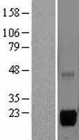 MSRB2 / MSRB Protein - Western validation with an anti-DDK antibody * L: Control HEK293 lysate R: Over-expression lysate