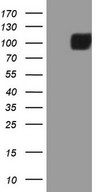 MST1 Antibody - HEK293T cells were transfected with the pCMV6-ENTRY control. (Left lane) or pCMV6-ENTRY MST1. (Right lane) cDNA for 48 hrs and lysed. Equivalent amounts of cell lysates. (5 ug per lane) were separated by SDS-PAGE and immunoblotted with anti-MST1. (1:2000)