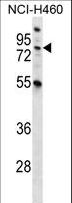MST1 Antibody - MST1 Antibody western blot of NCI-H460 cell line lysates (35 ug/lane). The MST1 antibody detected the MST1 protein (arrow).