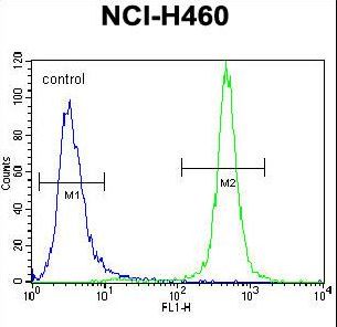 MST1 Antibody - MST1 Antibody flow cytometry of NCI-H460 cells (right histogram) compared to a negative control cell (left histogram). FITC-conjugated goat-anti-rabbit secondary antibodies were used for the analysis.