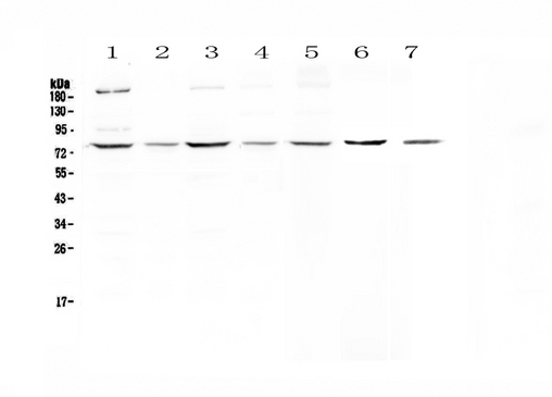 MST1 Antibody - Western blot - Anti-MST1/Msp Picoband antibody