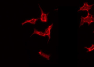 MST1 Antibody - Staining 293T cells by IF/ICC. The samples were fixed with PFA and permeabilized in 0.1% Triton X-100, then blocked in 10% serum for 45 min at 25°C. The primary antibody was diluted at 1:200 and incubated with the sample for 1 hour at 37°C. An Alexa Fluor 594 conjugated goat anti-rabbit IgG (H+L) Ab, diluted at 1/600, was used as the secondary antibody.