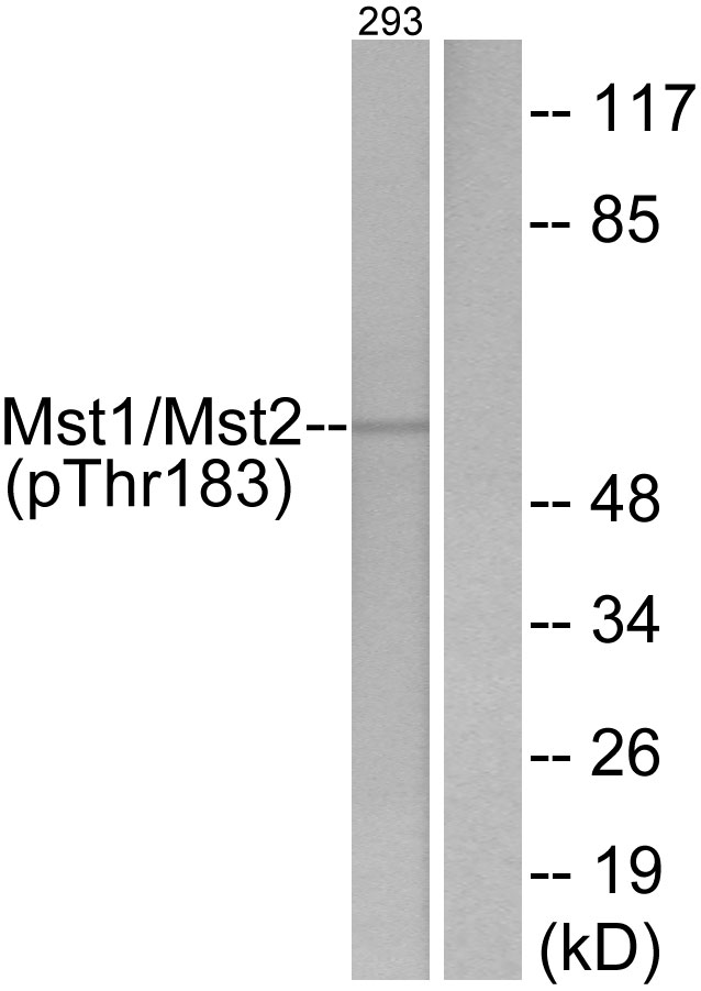 MST1 + MST2 Antibody - Western blot analysis of lysates from 293 cells treated with H2O2 100uM 15', using Mst1/2 (Phospho-Thr183) Antibody. The lane on the right is blocked with the phospho peptide.