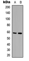 MST1 + MST2 Antibody - Western blot analysis of MST1/2 (pT183) expression in C6 (A); NIH3T3 (B) whole cell lysates.