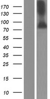 MST1 Protein - Western validation with an anti-DDK antibody * L: Control HEK293 lysate R: Over-expression lysate