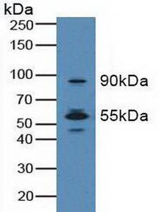 MST1R / RON Antibody - Western Blot; Sample:Mouse Lung Tissue.