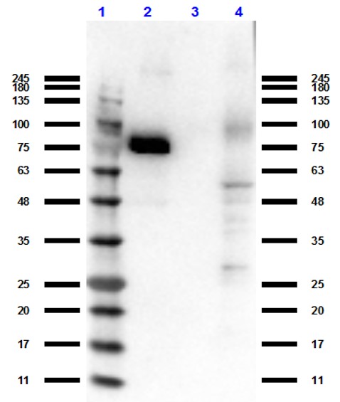 MST1R / RON Antibody - Western Blot of Anti-RON (RABBIT) Antibody. Lane 1: Protein Standard Opal Pre-stained Lane 2: Ron-GST. Lane 3: GST. Lane 4: A431 whole cell lysate Primary Antibody: Anti-RON (RABBIT) antibody at 1 ug/mL for overnight at 4°C. Secondary Antibody :Goat Anti-Rabbit Secondary HRP antibody at 1:70,000 for 30 min at RT. Block: MB-070 at RT for 30 min. Predicted/Observed size: ~152.3 kDa full length and 70 kDa cytoplasmic.