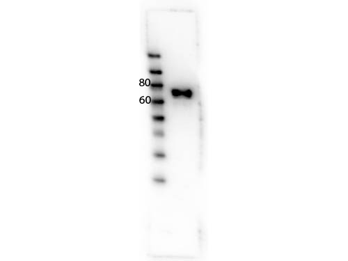 MST1R / RON Antibody - Western Blot of rabbit anti-RON antibody. Lane 1: Phospho RON rProtein (cytoplasmic domain). Load: 0.05 µg per lane. Primary antibody: RON antibody at 1µg for overnight at 4°C. Secondary antibody: HRP Goat anti-rabbit IgG secondary antibody at 1:40,000 for 45 min at RT. Block: MB-070 Fluorescent blocking buffer overnight at 4°C. Predicted/Observed size: 152 kDa (full legnth)/ ~70 kDa (cytoplasmic domain) RON. Other band(s): none.