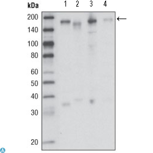 MST1R / RON Antibody - Western Blot (WB) analysis using Ron Monoclonal Antibody against HCC827 (1), HT-29 (2), HCT-116 (3) and BxPC-3 (4) cell lysate.