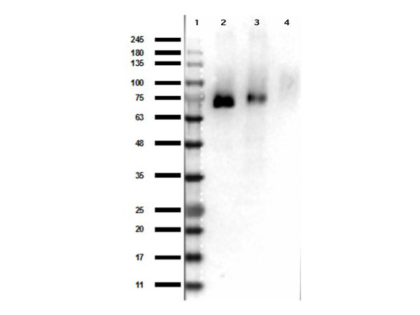 MST1R / RON Antibody - Western Blot Results of rabbit Anti-RONpY1353 Antibody. Lane 1: Opal Prestained Ladder - MB-210-0500. Lane 2: rRON-GST. Lane 3: rPhospho-RON-GST. Lane 4: GST alone. Load: 50ng. Primary Antibody: Anti-RONpY1353 at 1ug/mL overnight at 4°C. Secondary Antibody: Goat anti-Rabbit HRP conjugated - 611-103-122 at 1:70,000. Block: MB-070 Buffer for 30min at RT.