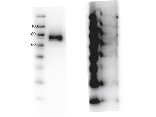 MST1R / RON Antibody - Western Blot of Rabbit anti-RONpY1360 antibody. Lane 1: Phospho RON rProtein (cytoplasmic domain). Lane 2: Phospho RON rProtein (cytoplasmic domain) incubated with RONpY1360 peptide. Load: 0.05 ug per lane. Primary antibody: RON pY1360 antibody at 1ug for overnight at 4 degrees C. Secondary antibody: HRP Goat anti-rabbit IgG secondary antibody at 1:40,000 for 45 min at RT. Block: MB-070 Fluorescent blocking buffer overnight at 4 degrees C. Predicted/Observed size: 152 kDa (full length) /~75 kDa (cytoplasmic domain) RON pY1360. Other band(s): none.