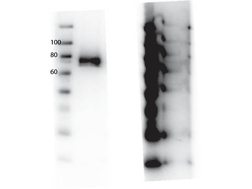 MST1R / RON Antibody - Western Blot of rabbit anti-RONpY1360 antibody. Lane 1: Phospho RON rProtein (cytoplasmic domain). Lane 2: Phospho RON rProtein (cytoplasmic domain) incubated with RONpY1360 peptide. Load: 0.05 µg per lane. Primary antibody: RON pY1360 antibody at 1µg for overnight at 4°C. Secondary antibody: HRP Goat anti-rabbit IgG secondary antibody at 1:40,000 for 45 min at RT. Block: MB-070 Fluorescent blocking buffer overnight at 4°C. Predicted/Observed size: 152 kDa (full legnth)/~75 kDa (cytoplasmic domain) RON pY1360. Other band(s): none.