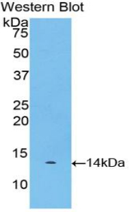 MSTN / GDF8 / Myostatin Antibody - Western blot of recombinant MSTN / GDF8 / Myostatin.  This image was taken for the unconjugated form of this product. Other forms have not been tested.