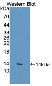MSTN / GDF8 / Myostatin Antibody - Western Blot; Sample: Recombinant protein.