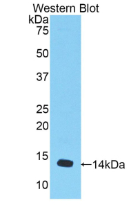 MSTN / GDF8 / Myostatin Antibody - Western blot of recombinant MSTN / GDF8 / Myostatin.  This image was taken for the unconjugated form of this product. Other forms have not been tested.