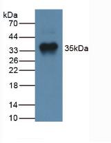 MSTN / GDF8 / Myostatin Antibody
