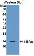 MSTN / GDF8 / Myostatin Antibody