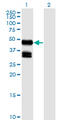 MSTN / GDF8 / Myostatin Antibody - Western Blot analysis of GDF8 expression in transfected 293T cell line by GDF8 monoclonal antibody (M06), clone 2D8.Lane 1: GDF8 transfected lysate(42.8 KDa).Lane 2: Non-transfected lysate.