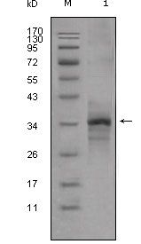 MSTN / GDF8 / Myostatin Antibody - Myostatin Antibody in Western Blot (WB)