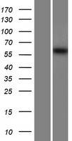 MSTO1 / MST Protein - Western validation with an anti-DDK antibody * L: Control HEK293 lysate R: Over-expression lysate