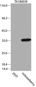 mStrawberry Antibody - HEK293T cells were transfected with the pCMV6-ENTRY control. (Left lane) or pCMV6-ENTRY mStrawberry. (Right lane) cDNA for 48 hrs and lysed. Equivalent amounts of cell lysates. (5 ug per lane) were separated by SDS-PAGE and immunoblotted with anti-mStrawberry  1:2000).