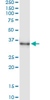 MSX1 Antibody - Immunoprecipitation of MSX1 transfected lysate using anti-MSX1 monoclonal antibody and Protein A Magnetic Bead, and immunoblotted with MSX1 rabbit polyclonal antibody.
