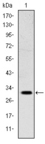 MSX1 Antibody - Western blot using MSX1 mouse monoclonal antibody against NTERA-2 cell lysate.