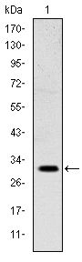 MSX1 Antibody - MSX1 Antibody in Western Blot (WB)