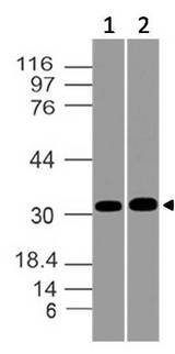 MSX1 Antibody - Fig-1: Western blot analysis of HOX7/MSX-1. Anti-HOX7/MSX-1 antibody was used at 4 µg/ml on (1) U87 and (2) HepG2 lysates.