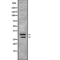 MSX1 Antibody - Western blot analysis of MSX1/2 using HuvEc whole cells lysates