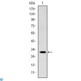 MSX1 Antibody - Western Blot (WB) analysis using Msx-1 Monoclonal Antibody against NTERA-2 cell lysate.