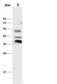 MSX1 Antibody - Anti-MSX1 rabbit polyclonal antibody at 1:500 dilution. Lane A: Mouse heart tissue lysate. Lysates/proteins at 30 ug per lane. Secondary: Goat Anti-Rabbit IgG (H+L)/HRP at 1/10000 dilution. Developed using the ECL technique. Performed under reducing conditions. Predicted band size: 31 kDa. Observed band size: 35 kDa.