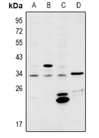 MSX2 / MSH Antibody - Western blot analysis of MSX2 expression in A549 (A), HEK293T (B), MEF (C), H9C2 (D) whole cell lysates.