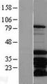 MSX2 / MSH Protein - Western validation with an anti-DDK antibody * L: Control HEK293 lysate R: Over-expression lysate