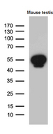 MSY2 / YBX2 Antibody - Western blot analysis of extracts. (35ug) from mouse testis tissue lysate by using anti-YBX2 monoclonal antibody. (1:500)