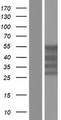 MSY2 / YBX2 Protein - Western validation with an anti-DDK antibody * L: Control HEK293 lysate R: Over-expression lysate