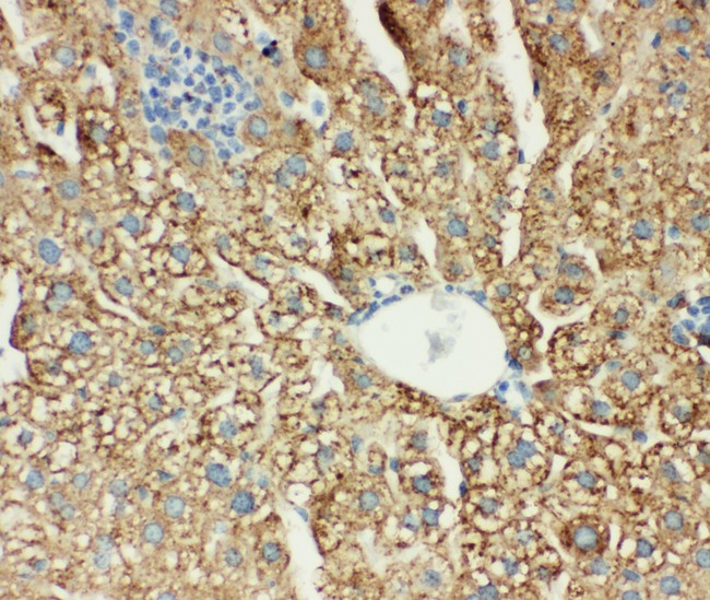 MT-CO1 / COX1 Antibody - MTCO1 antibody IHC-paraffin: Mouse Liver Tissue.