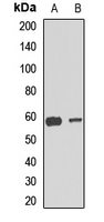 MT-CO1 / COX1 Antibody