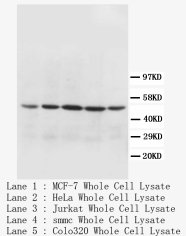 MT-CO1 / COX1 Antibody -  This image was taken for the unconjugated form of this product. Other forms have not been tested.