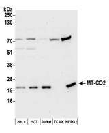 MT-CO2 Antibody - Detection of human MT-CO2 by western blot. Samples: Whole cell lysate (50 µg) from HeLa, HEK293T, Jurkat, mouse TCMK-1, and Hep-G2cells prepared using NETN lysis buffer. Antibody: Affinity purified rabbit anti-MT-CO2 antibody used for WB at 0.1 µg/ml. Detection: Chemiluminescence with an exposure time of 10 seconds.