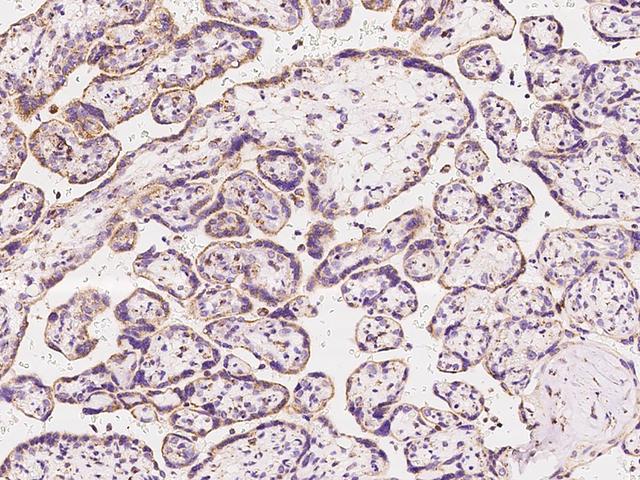 MT-CO3 / COX3 / COXIII Antibody - Immunochemical staining of human MT-CO3 in human placenta with rabbit polyclonal antibody at 1:200 dilution, formalin-fixed paraffin embedded sections.