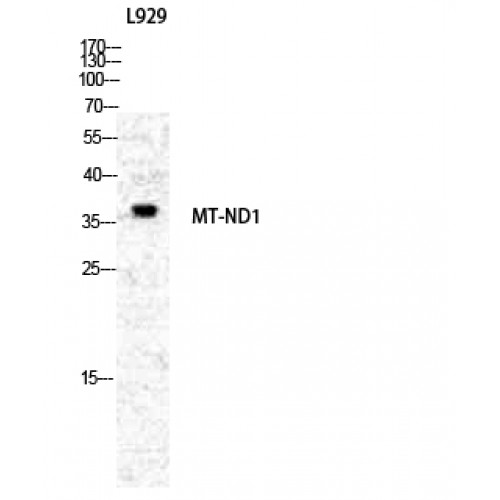 MT-ND1 Antibody - Western blot of ND1 antibody