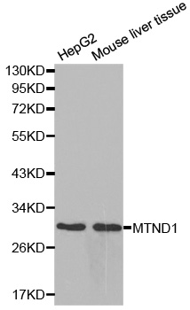 MT-ND1 Antibody - Western blot analysis of extracts of various cells.