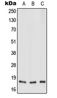 MT-ND3 Antibody - Western blot analysis of MT-ND3 expression in HEK293T (A); Raw264.7 (B); H9C2 (C) whole cell lysates.