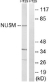 MT-ND5 Antibody - Western blot analysis of lysates from HT-29 cells, using MT-ND5 Antibody. The lane on the right is blocked with the synthesized peptide.