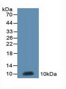MT-ND5 Antibody - Western Blot; Sample: Recombinant ND5, Rat.
