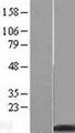 MT2A / Metallothionein 2A Protein - Western validation with an anti-DDK antibody * L: Control HEK293 lysate R: Over-expression lysate