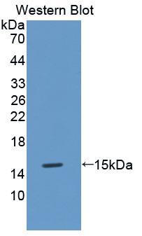 MT3 / Metallothionein 3 Antibody - Western Blot; Sample: Recombinant protein.