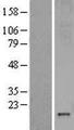 MT3 / Metallothionein 3 Protein - Western validation with an anti-DDK antibody * L: Control HEK293 lysate R: Over-expression lysate